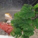 grande Plante ventouse aquarium artificielle en plastique