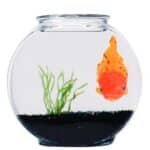 Deco aquarium poisson rouge eau