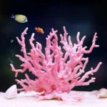 Decoration aquarium corail poisson