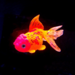 Decoration aquarium poisson lumineux