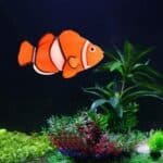 Faux poisson clown aquarium