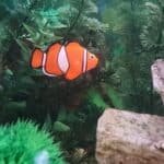 Faux poisson clown plante