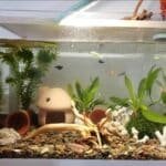 Racine-naturelle-pour-aquarium-decoration-poisson