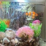 faux poisson clown orange