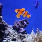 faux poisson clown orange 1 2