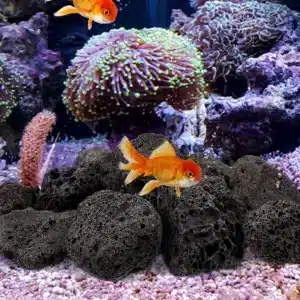 Pierre de lave aquarium (300 g/paquet) 4