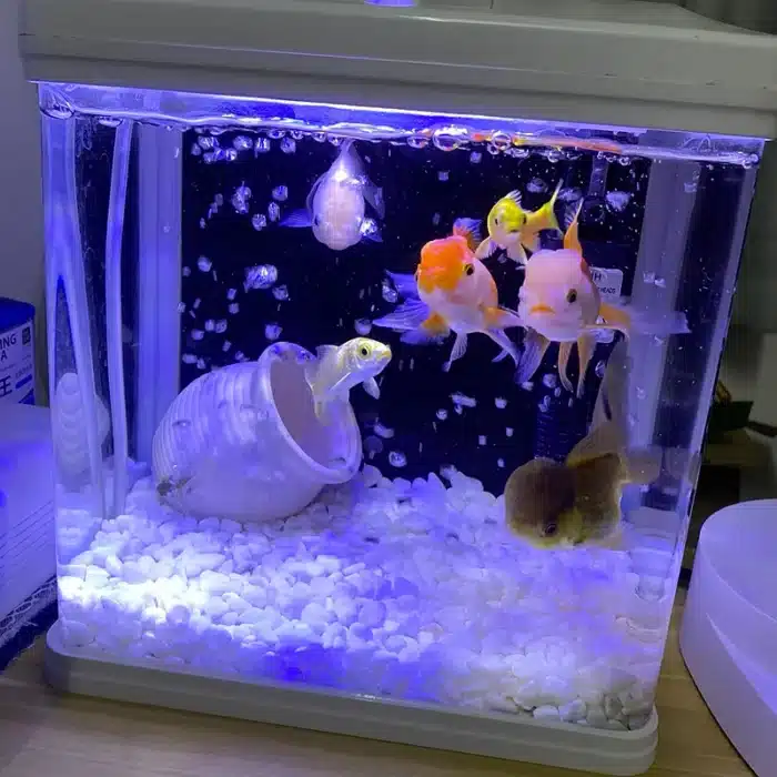 Galet blanc pour aquarium 2