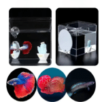 Miroir combattant betta