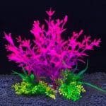 aquarium fausse plante rose arbuste