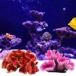 corail en resine pour aquarium poissons