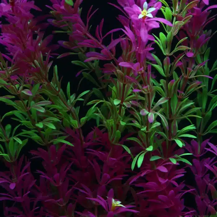 Grandes Plantes Artificielles d'Aquarium, Faux Arbre, Poisson Précieux, Mauvaises Herbes en Plastique, Paysage Sous-marin pour Décoration, 100cm 2