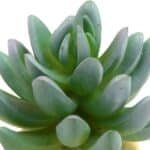 61xl55xIOZL._AC_SL1100