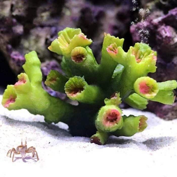 Faux Corail Aquarium Tubulaire Vert