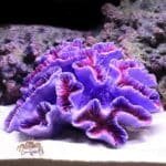 Faux Corail Labyrinthe Violet