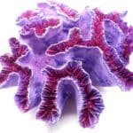 Faux Corail Labyrinthe Violet