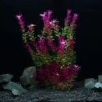 Grande plante artificielle pour aquarium Ludwigia Repens