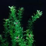 Plante-artificielle-realiste-pour-aquarium-en-fleur