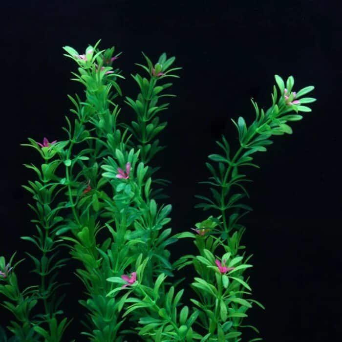 Plante-artificielle-realiste-pour-aquarium-en-fleur