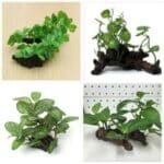 Plante pour aquarium tortue decoration