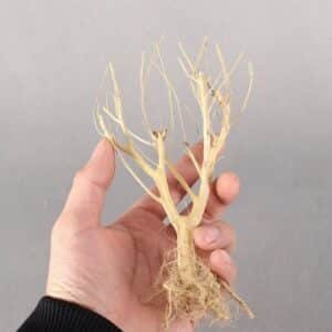 bois-aquarium-de-Mopani