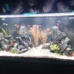 bois-aquarium-naturel