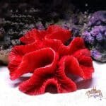 corail artificiel pour aquarium rouge