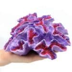 grand-Faux-Corail-Labyrinthe-Violet