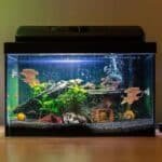 hamac betta aquarium