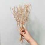 lot-racine-aquarium-bois-1