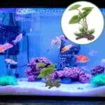plante aquarium pour betta Anubias dans l eau