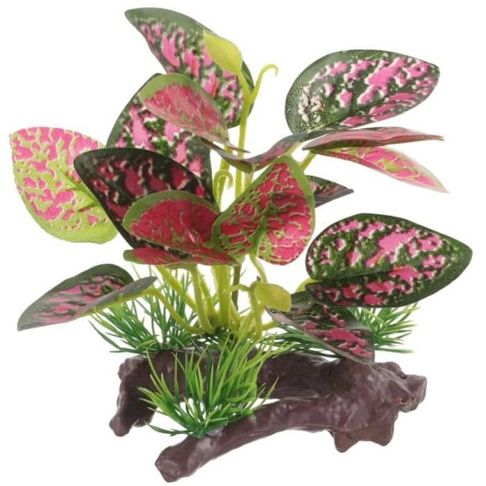 Lot De 50 Plantes Vivantes Aquarium – 9 Variétés à Racines Et Tiges + 2 Clado Gratuites – Pour 40-50L