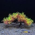 plante artificielle aquarium Bonsaï automne