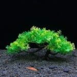 plante artificielle aquarium Bonsaï vert