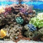 racine-aquarium-Bois-1