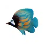 Poisson tropical marin lumineux en silicone 4