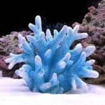 Decor corail pour aquarium bleu