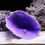 Decor corail pour aquarium mauve avec perle