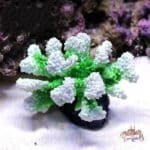 Decor corail pour aquarium vert