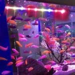 Eclairage Aquarium LED Submersible Multi-couleur
