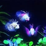 Faux poisson flottant Phosphorescent 3D pour aquarium