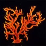 Imitation corail aquarium artificiel orange en resine
