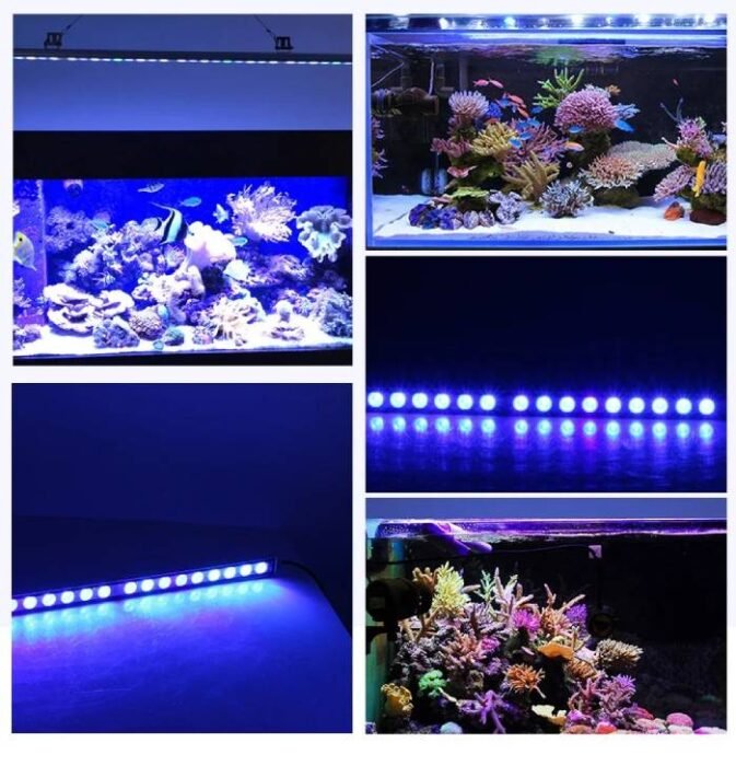 Lampe aquarium eau de mer Coraux et poissons Tropicaux