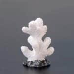 Montipora lobée faux corail blanc