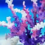 S137b9c45fc0d45ef9d506b46cdbd353