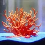 corail en resine pour aquarium orange