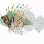 faux poisson flottant noir