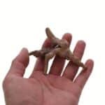 mini racine aquarium naturele