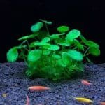 plante artificiel aquarium verte ronde