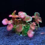 plante artificiel pour aquarium rouge ronde