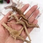 racine aquarium mangrove naturele pour aquarium petite taille